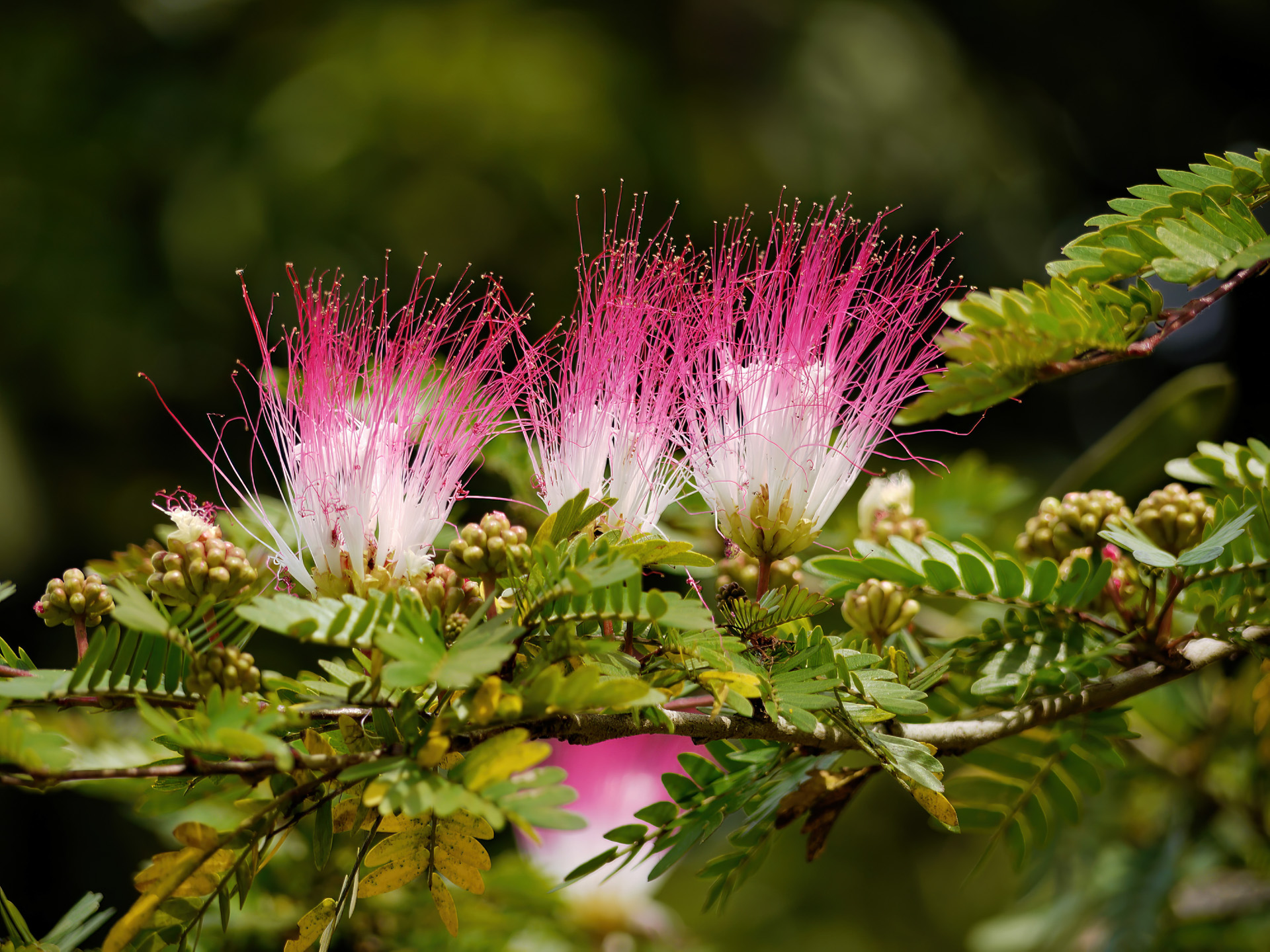 Seidenbaum (Albizzia julibrissin)